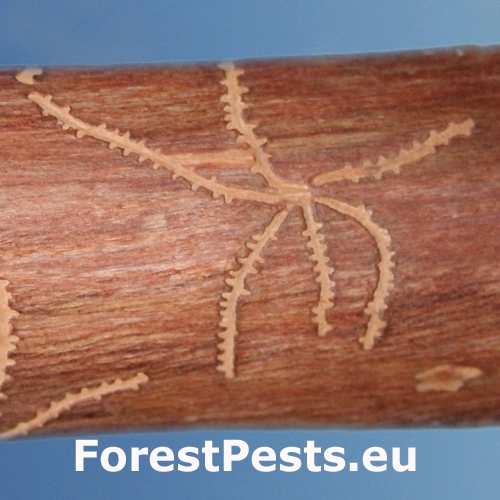 Lykožr&uacute;t dvojzub&yacute;