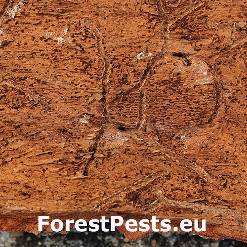 Lykožr&uacute;t jedľov&yacute;