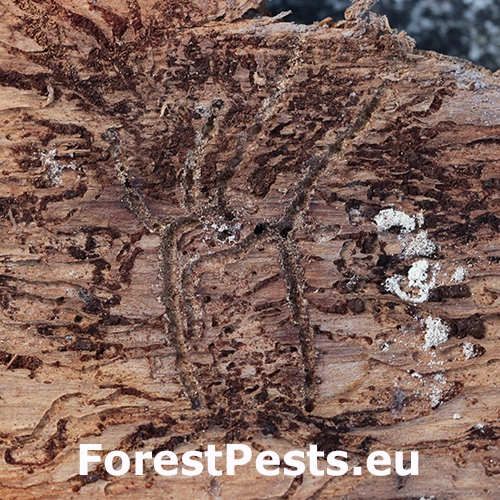 Lykožr&uacute;t jedľov&yacute;