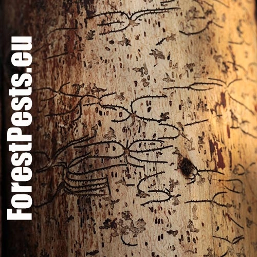 Lykožr&uacute;t korunov&yacute;