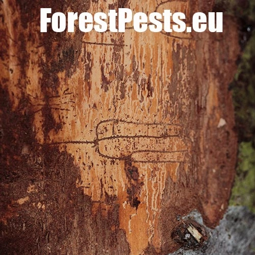 Lykožr&uacute;t korunov&yacute;