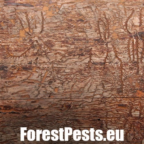 Lykožr&uacute;t leskl&yacute; 