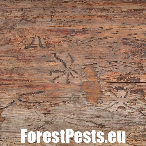 Lykožr&uacute;t leskl&yacute; 