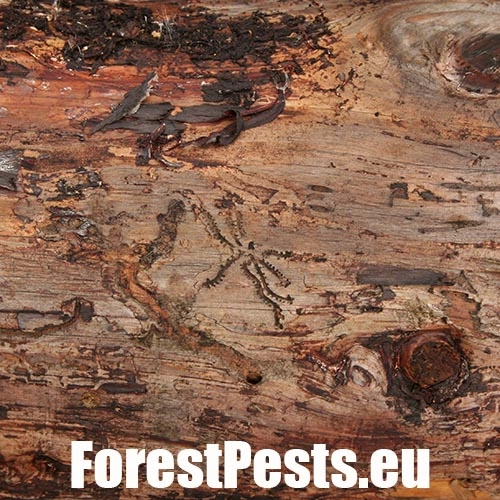 Lykožr&uacute;t leskl&yacute; 