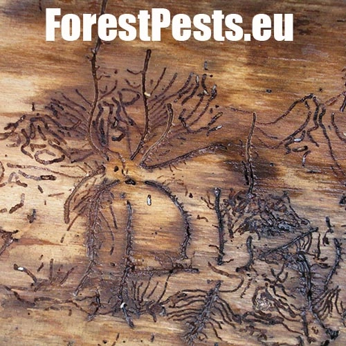 Lykožr&uacute;t leskl&yacute; 