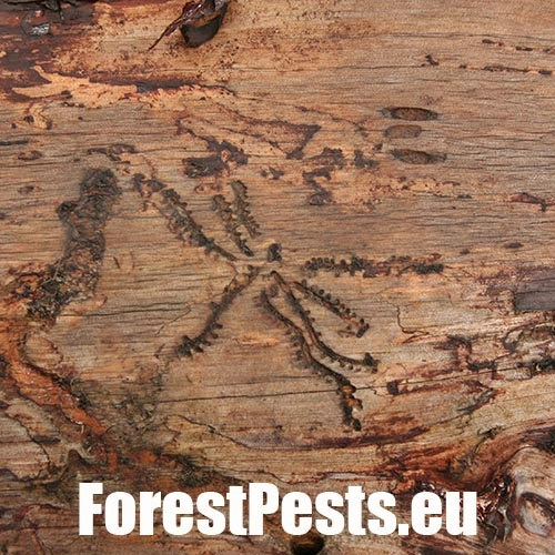 Lykožr&uacute;t leskl&yacute; 