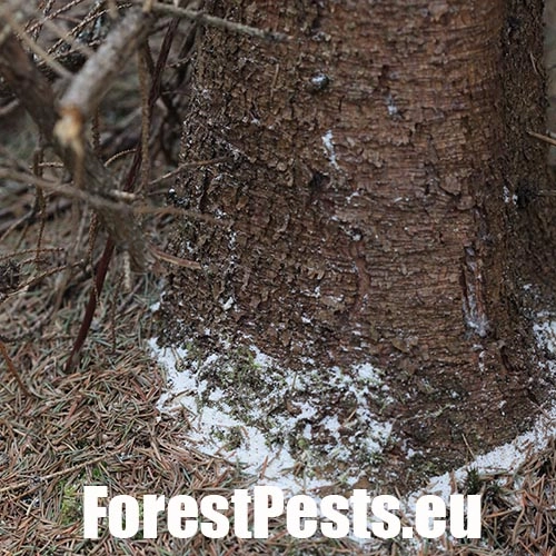 Lykožr&uacute;t leskl&yacute; 