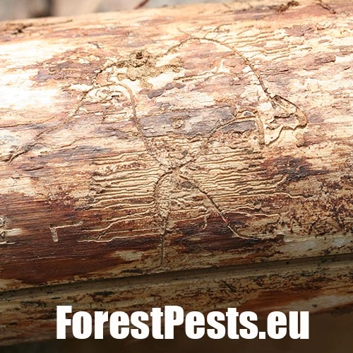 Lykožr&uacute;t obyčajn&yacute;