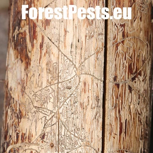 Lykožr&uacute;t obyčajn&yacute;