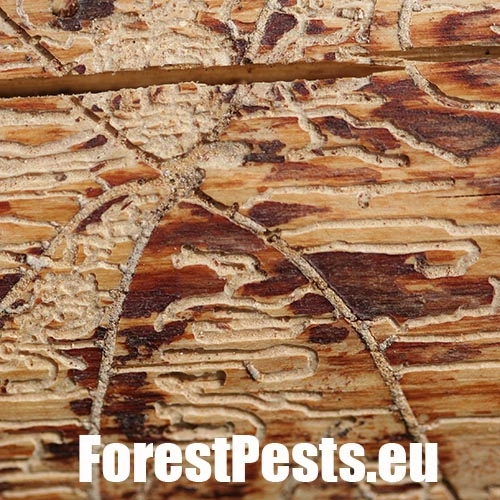 Lykožr&uacute;t obyčajn&yacute;