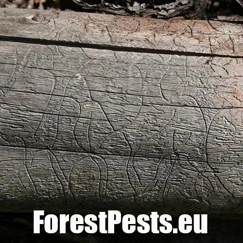 Lykožr&uacute;t obyčajn&yacute;