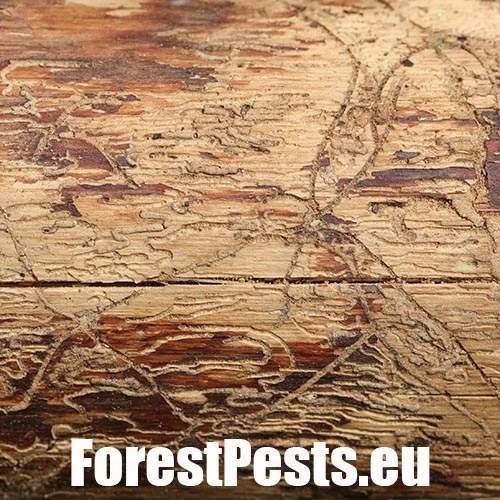 Lykožr&uacute;t obyčajn&yacute;