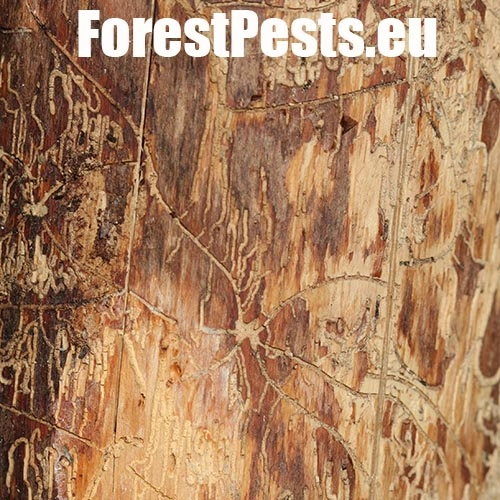 Lykožr&uacute;t obyčajn&yacute;