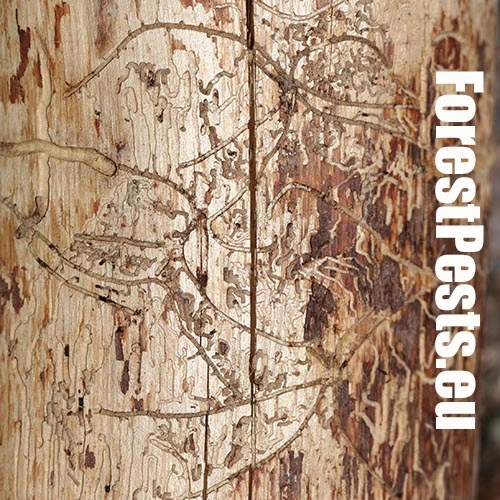 Lykožr&uacute;t obyčajn&yacute;