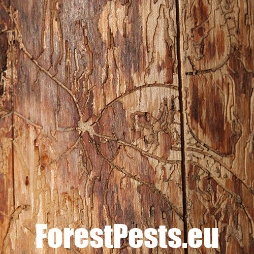 Lykožr&uacute;t obyčajn&yacute;