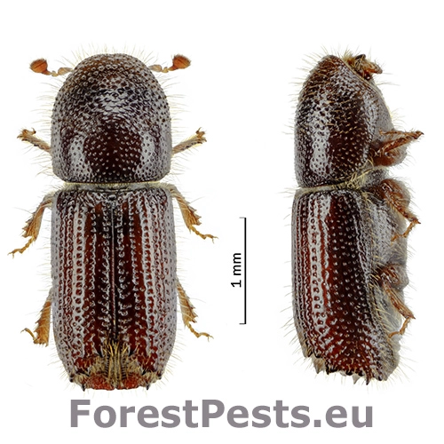 Lykožr&uacute;t Orthotomicus laricis