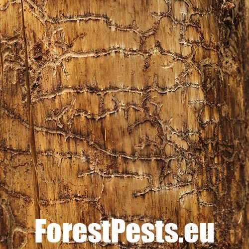 Lykožr&uacute;t Orthotomicus longicollis