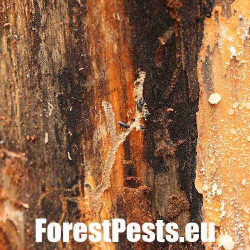 Lykožr&uacute;t Orthotomicus longicollis