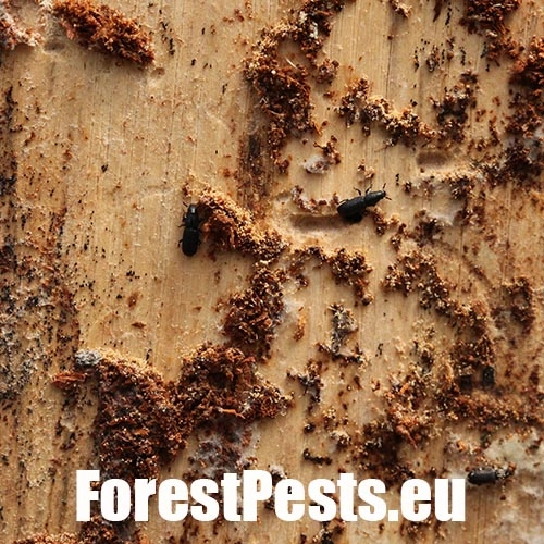 Lykožr&uacute;t Orthotomicus longicollis