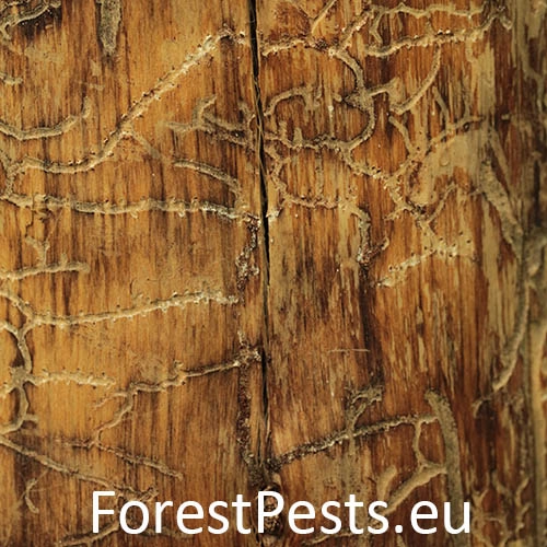 Lykožr&uacute;t Orthotomicus longicollis