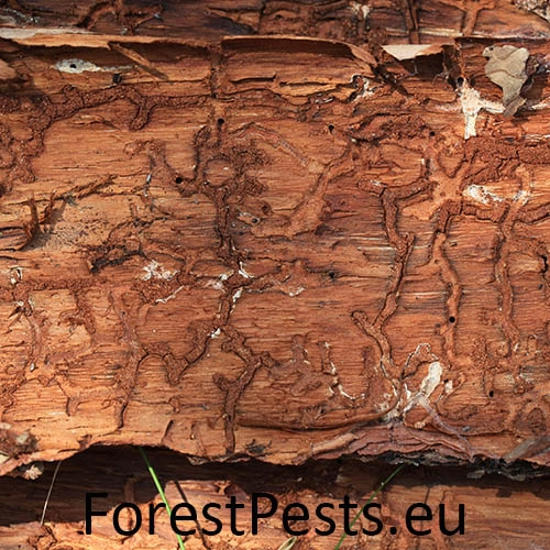 Lykožr&uacute;t Orthotomicus longicollis