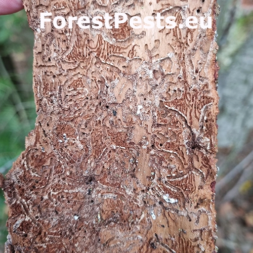 Lykožr&uacute;t prostredn&yacute;