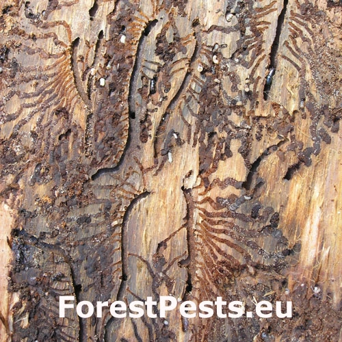 Lykožr&uacute;t seversk&yacute;