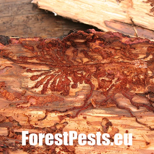 Lykožr&uacute;t smrečinov&yacute; 