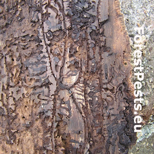 Lykožr&uacute;t smrečinov&yacute; 