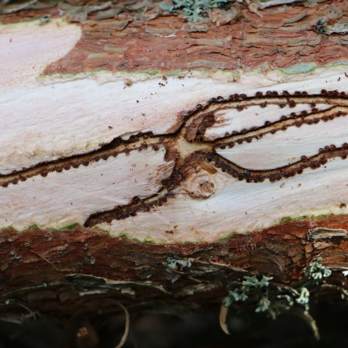 Lykožr&uacute;t smrečinov&yacute; 