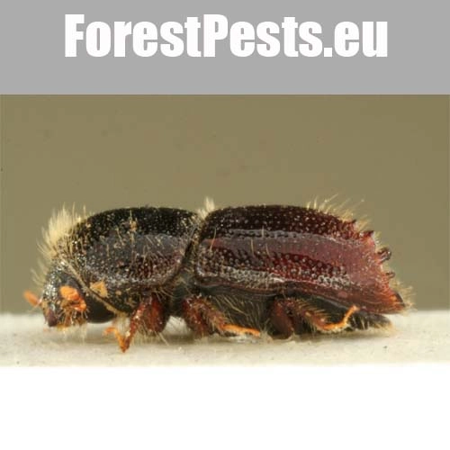 Lykožr&uacute;t smrekovcov&yacute;