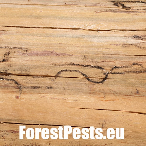 Lykožr&uacute;t smrekovcov&yacute;