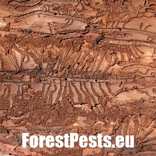 Požerok pod kôrou na kmeni. Foto : M.Zúbrik