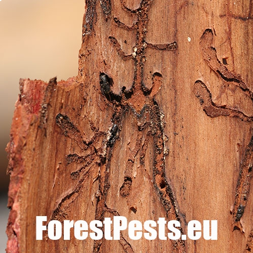 Požerok. Foto : M.Zúbrik