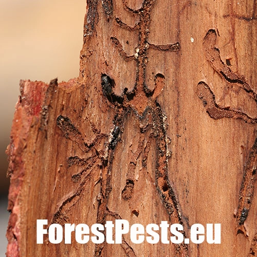 Požerok. Foto : M.Zúbrik