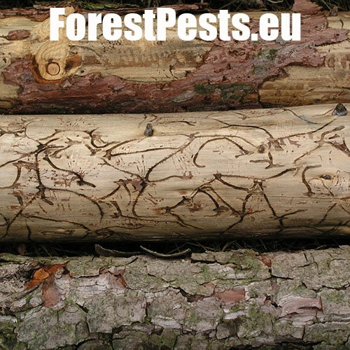 Lykožr&uacute;t smrekovcov&yacute;