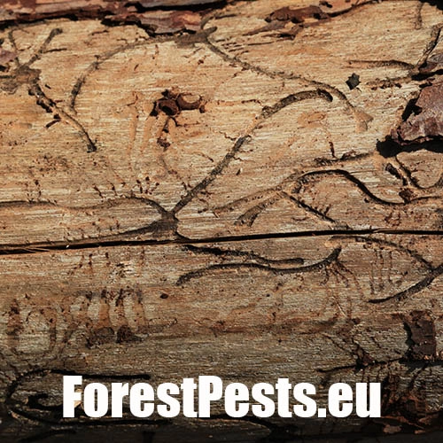 Lykožr&uacute;t smrekovcov&yacute;