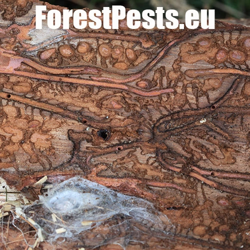 Lykožr&uacute;t smrekovcov&yacute;