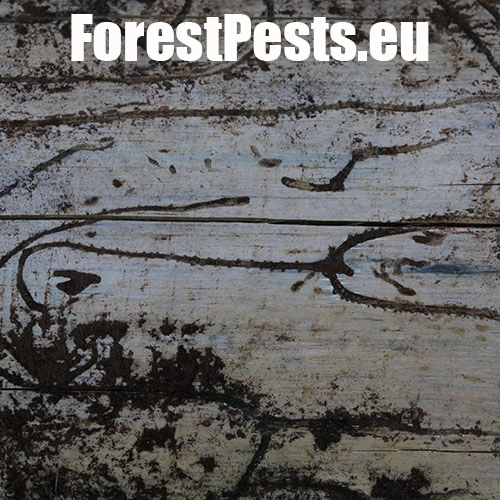 Lykožr&uacute;t smrekovcov&yacute;