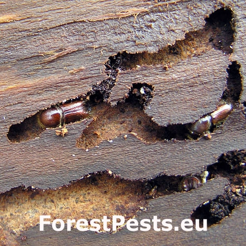 Lykožr&uacute;t smrekov&yacute;