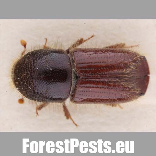 Lykožr&uacute;t smrekov&yacute;