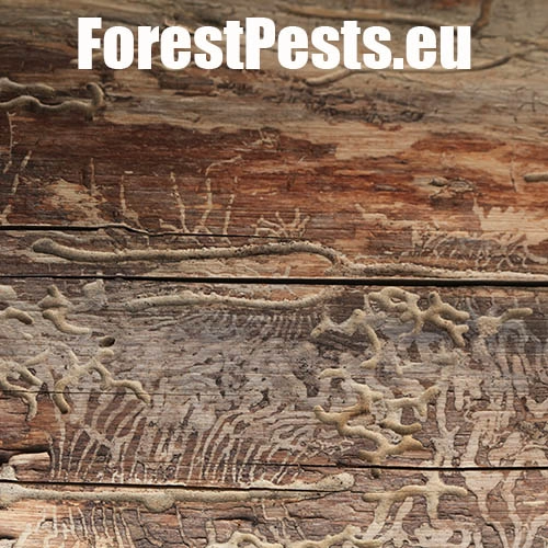 Lykožr&uacute;t smrekov&yacute;