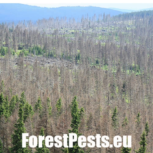 Poškodené stromy. Foto : M.Zúbrik