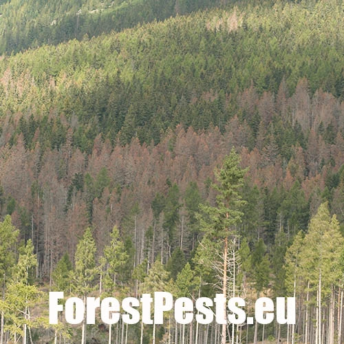 Napadnuté stromy Lykožrútom smrekovým. Foto : M.Zúbrik