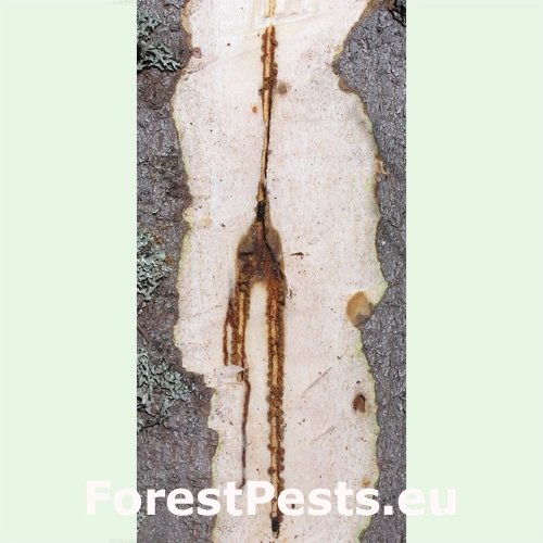 Lykožr&uacute;t smrekov&yacute;