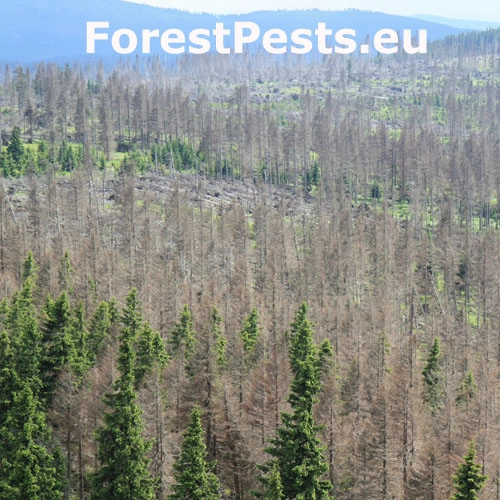 Lykožr&uacute;t smrekov&yacute;