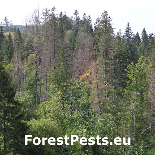 Lykožr&uacute;t smrekov&yacute;