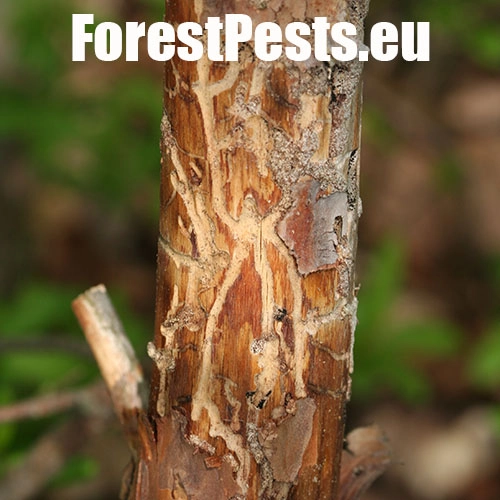 Lykožr&uacute;t vrcholcov&yacute; 