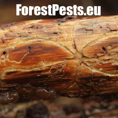 Lykožr&uacute;t vrcholcov&yacute; 