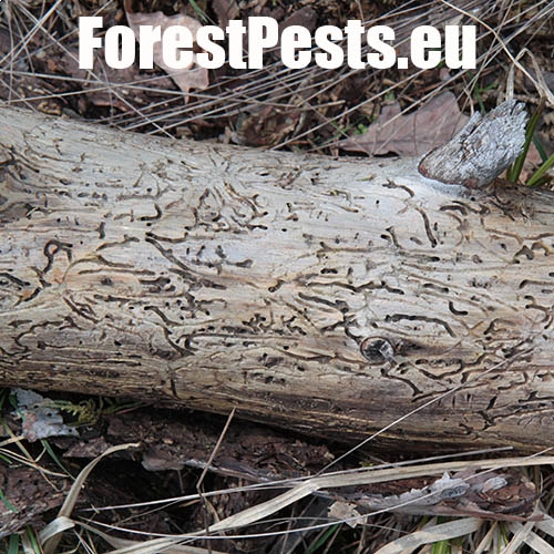 Požerok hlboko zarezaný. Foto : M.Zúbrik